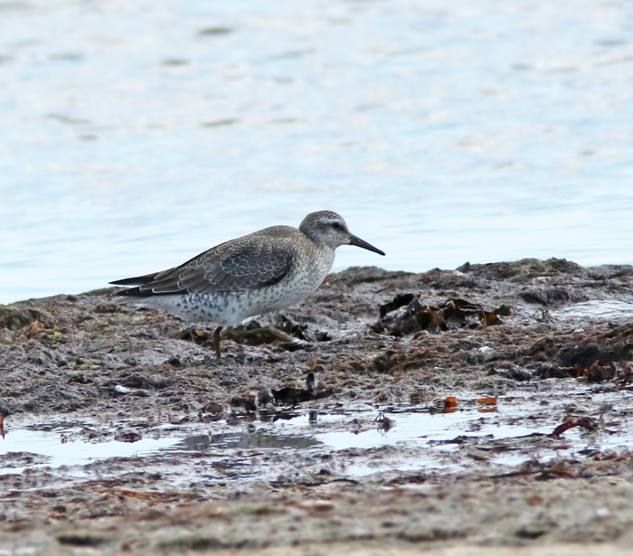 Kustsnppa Calidris canutus..jpg