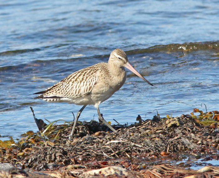 Myrspov Limosa lapponica.jpg