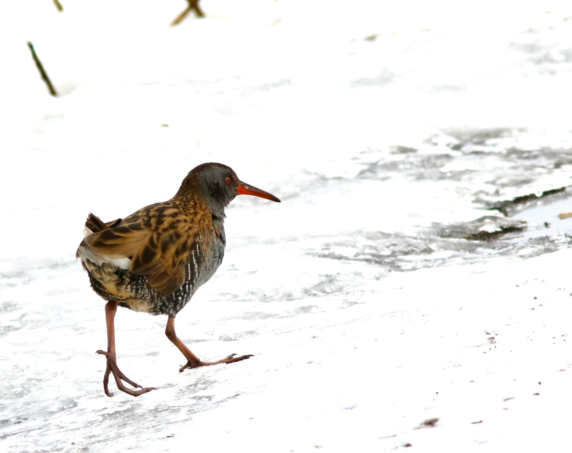 Water Rail, Vattenrall, Rallus aquaticus.jpeg