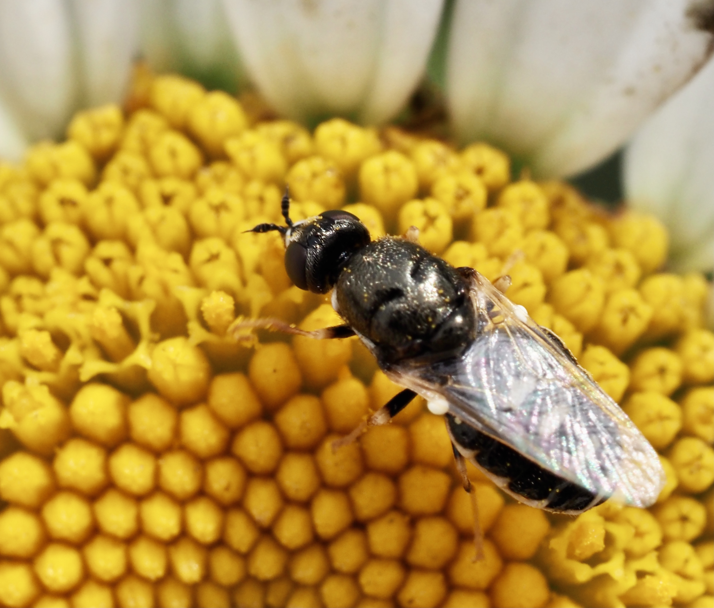 Nemotelus notatus
