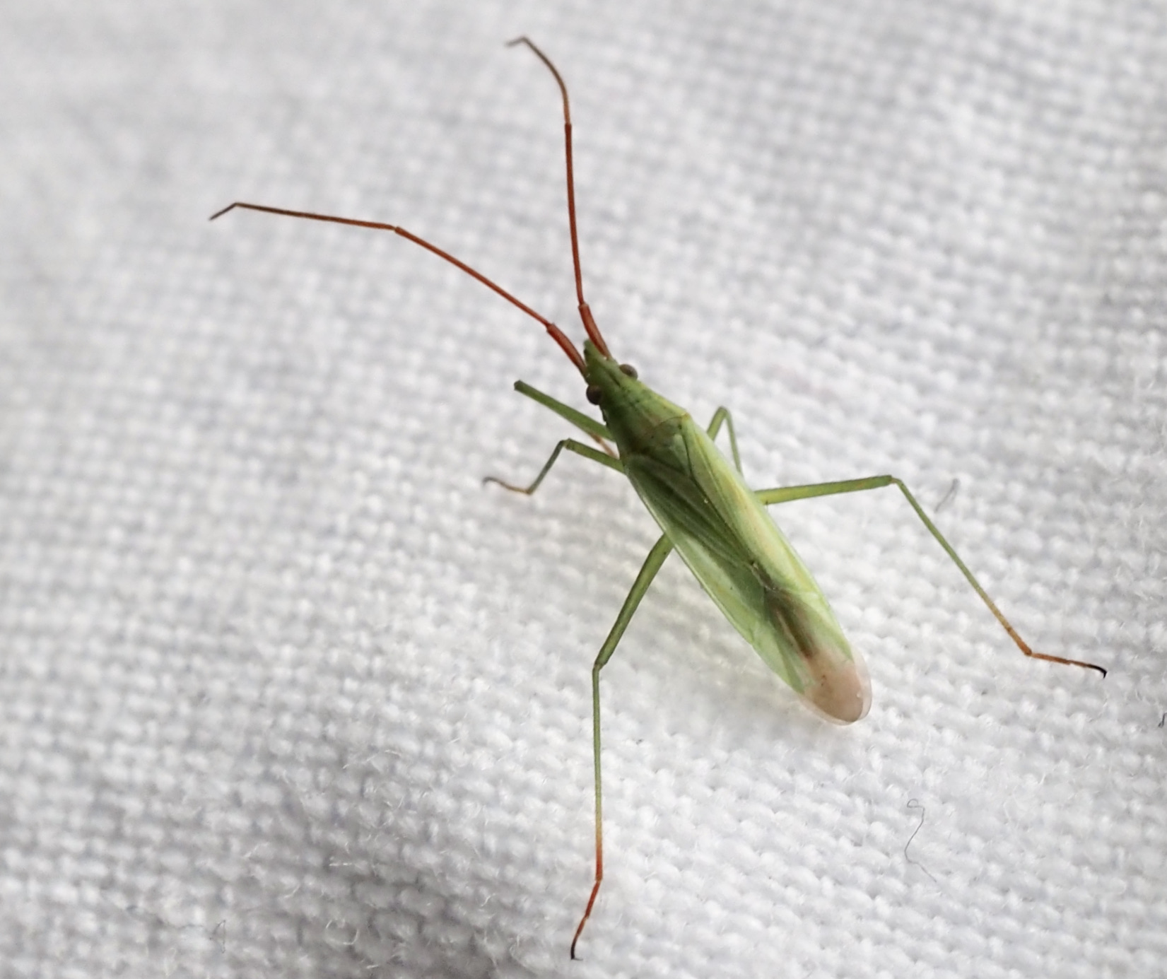 Trigonotylus caelestialium.jpg