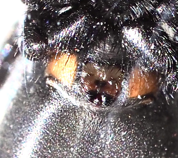 Sotsvartspindel, Zelortes subterraneus