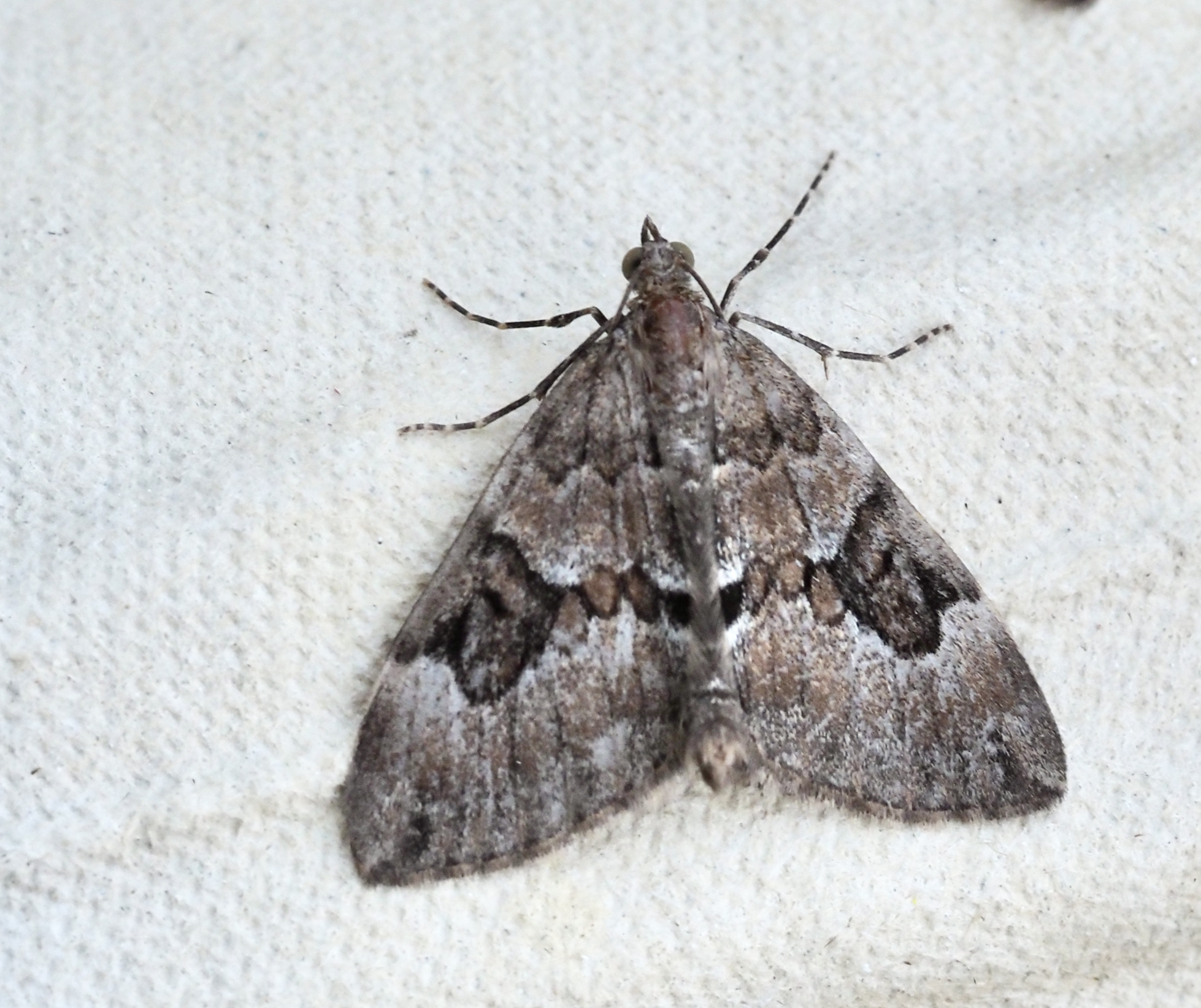 Thera juniperata, Enfltmtare