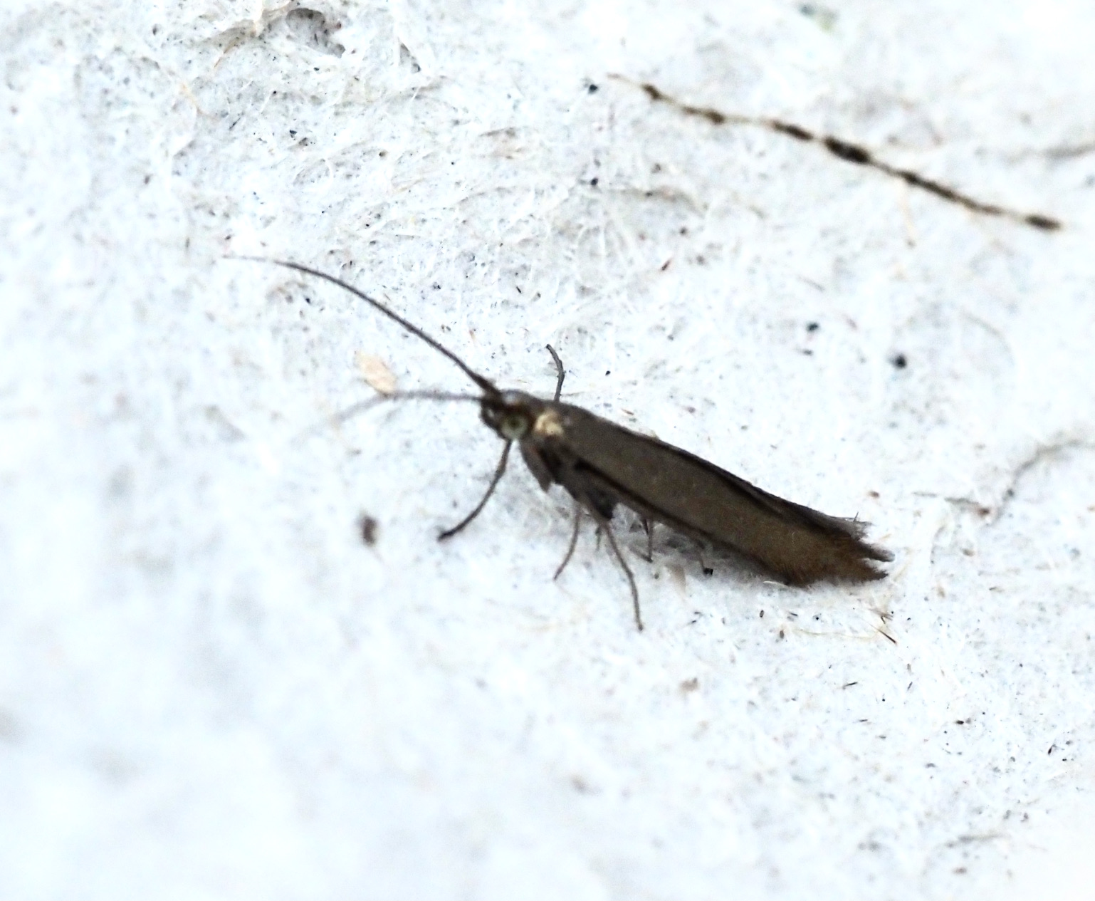 Coleophora alcyonipenella, Sen grnglanssckmal