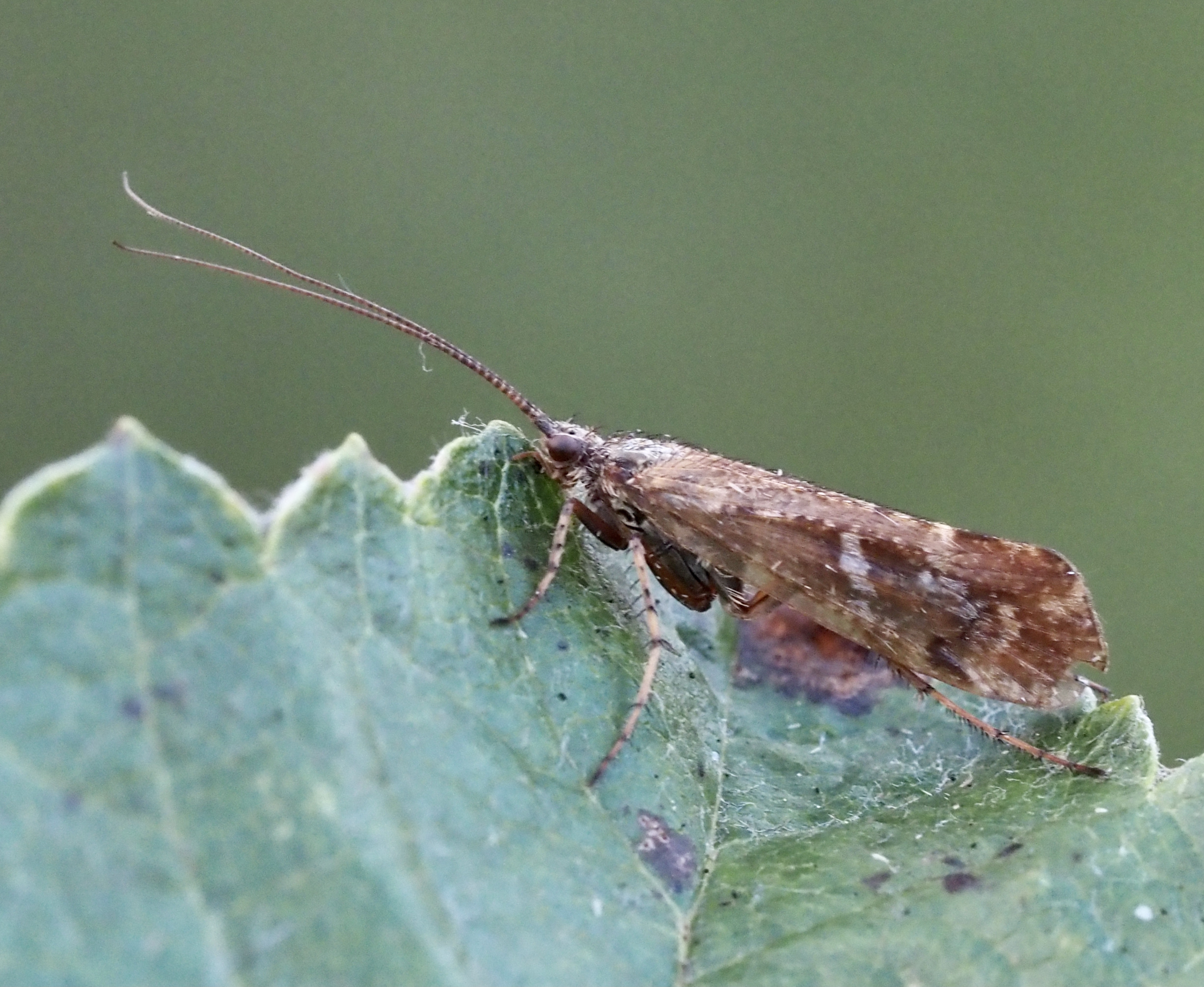 Limnephilus auricula