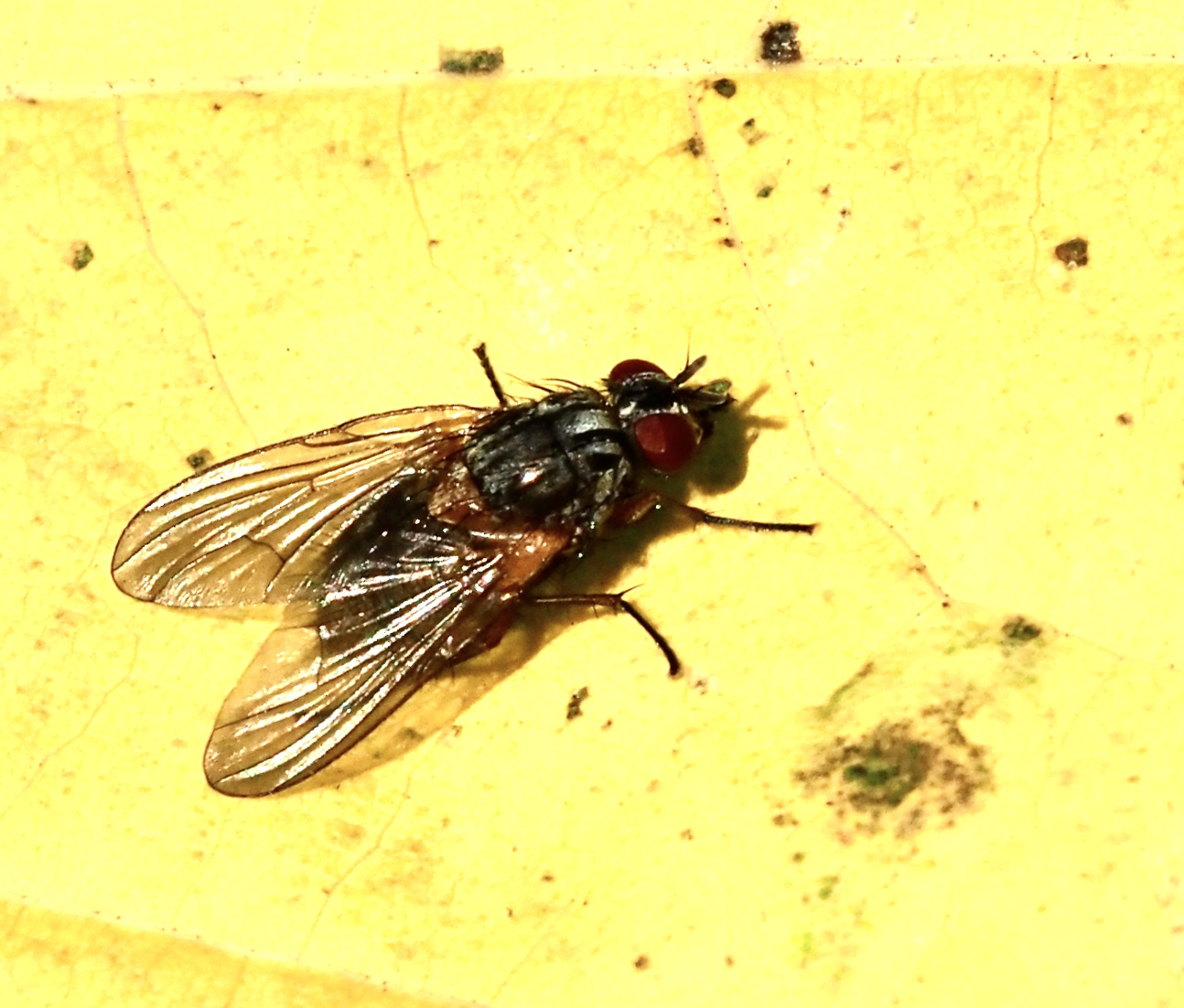 Mydaea corni