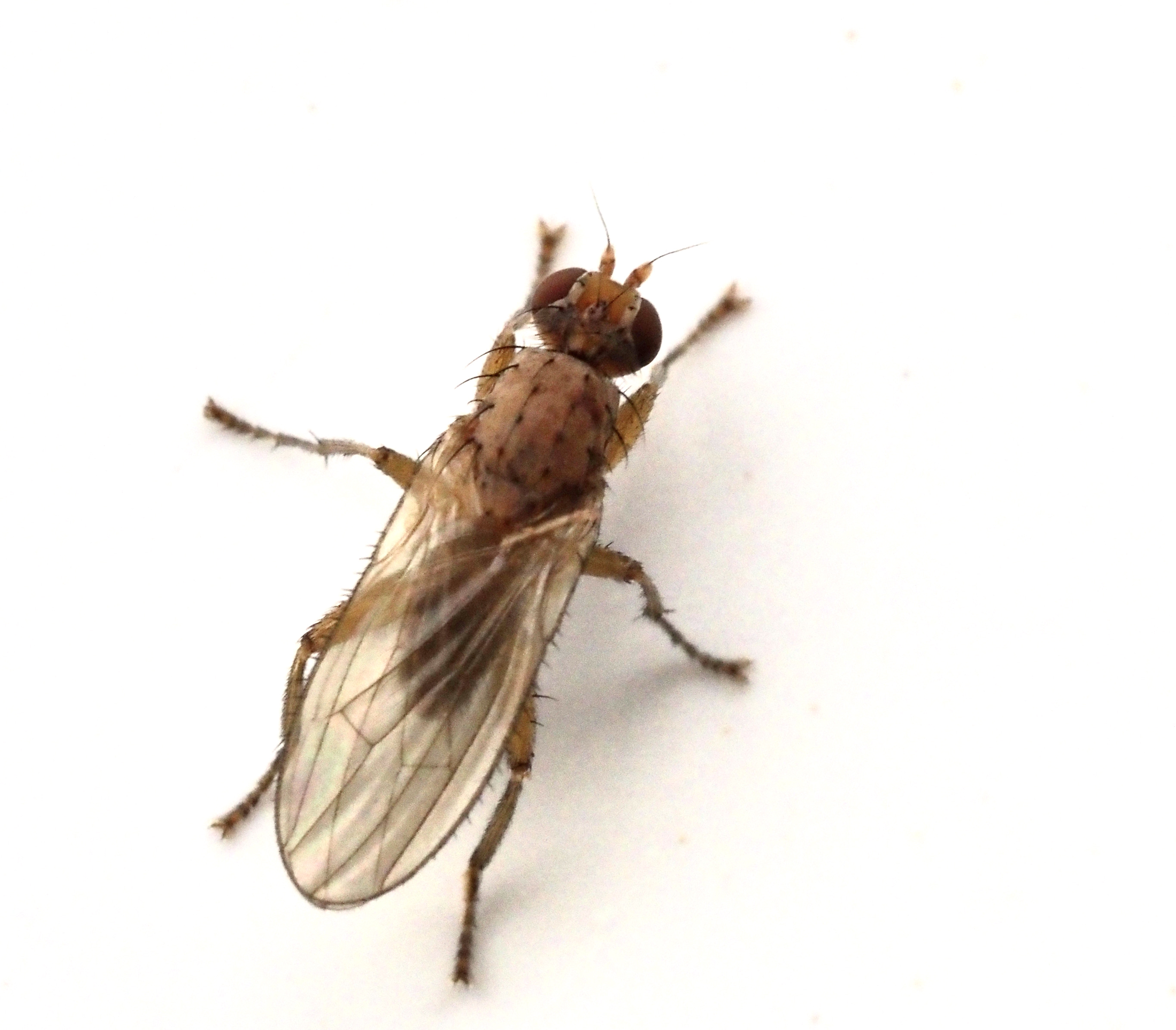 Morpholeria ruficornis