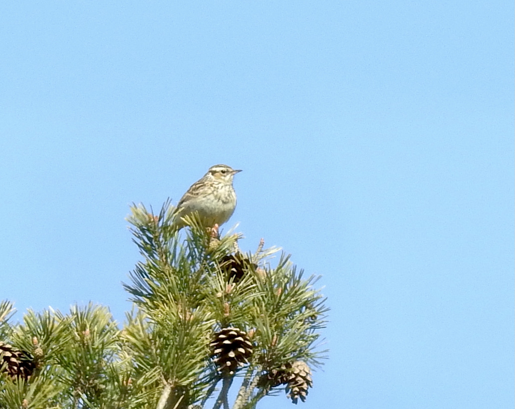 Woodlark, Trdlrka, Lullula arborea.jpeg
