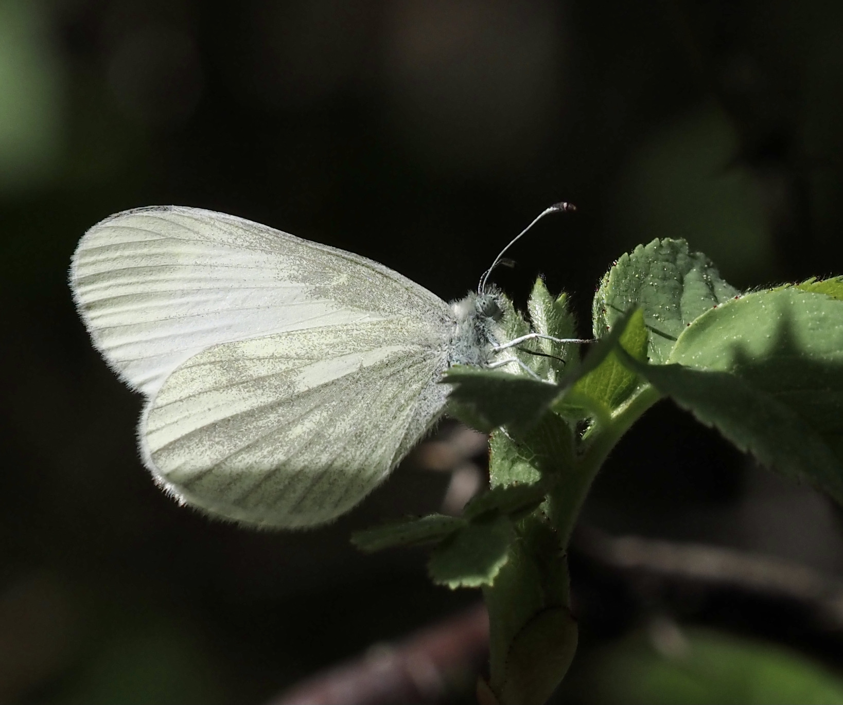 Wood White, Skogsvitvinge   (Leptidea sinapsis).jpg