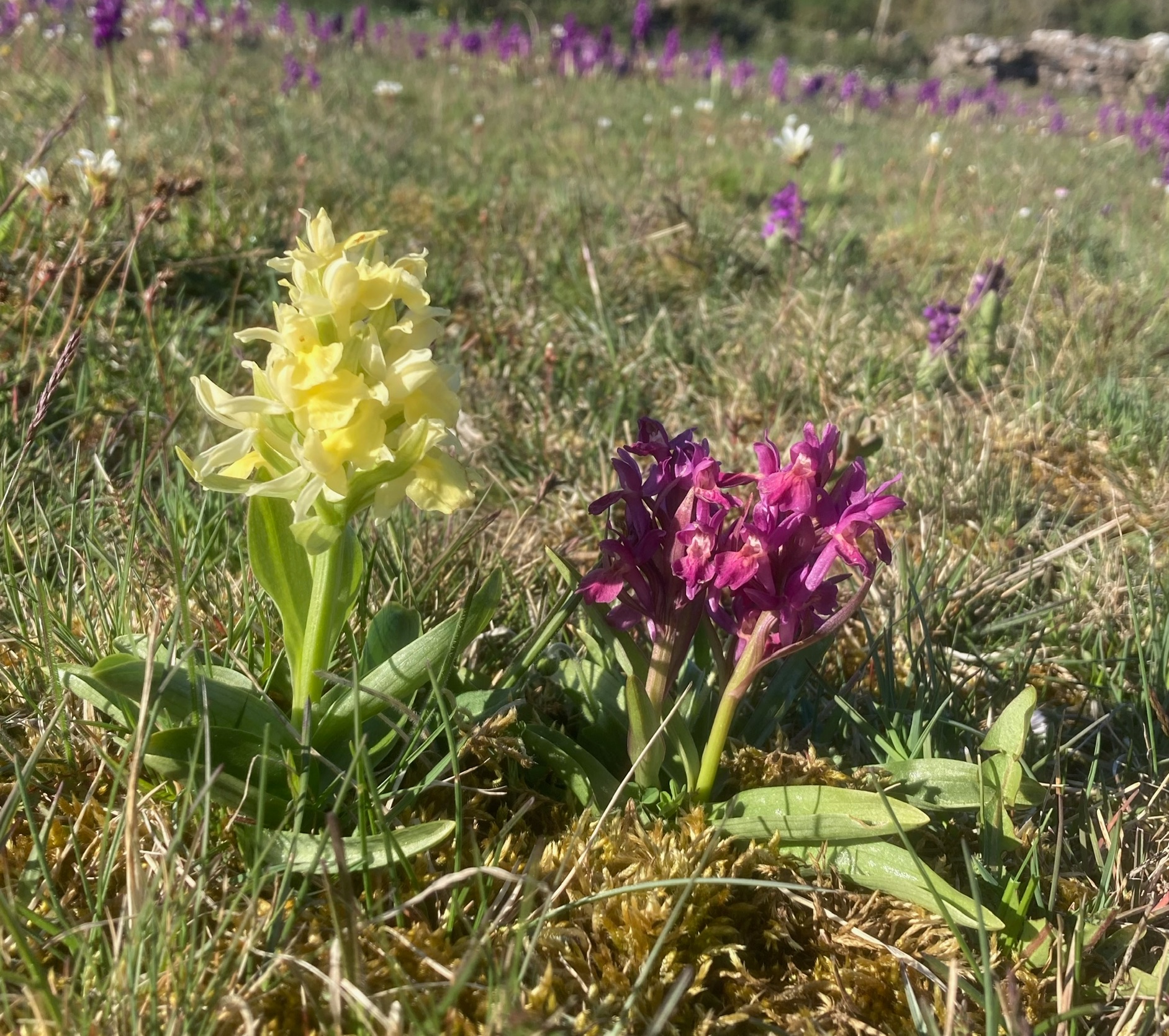 Elder-flowered Orchid, Adam och Eva  (Dactylorhiza sambucina).jpg