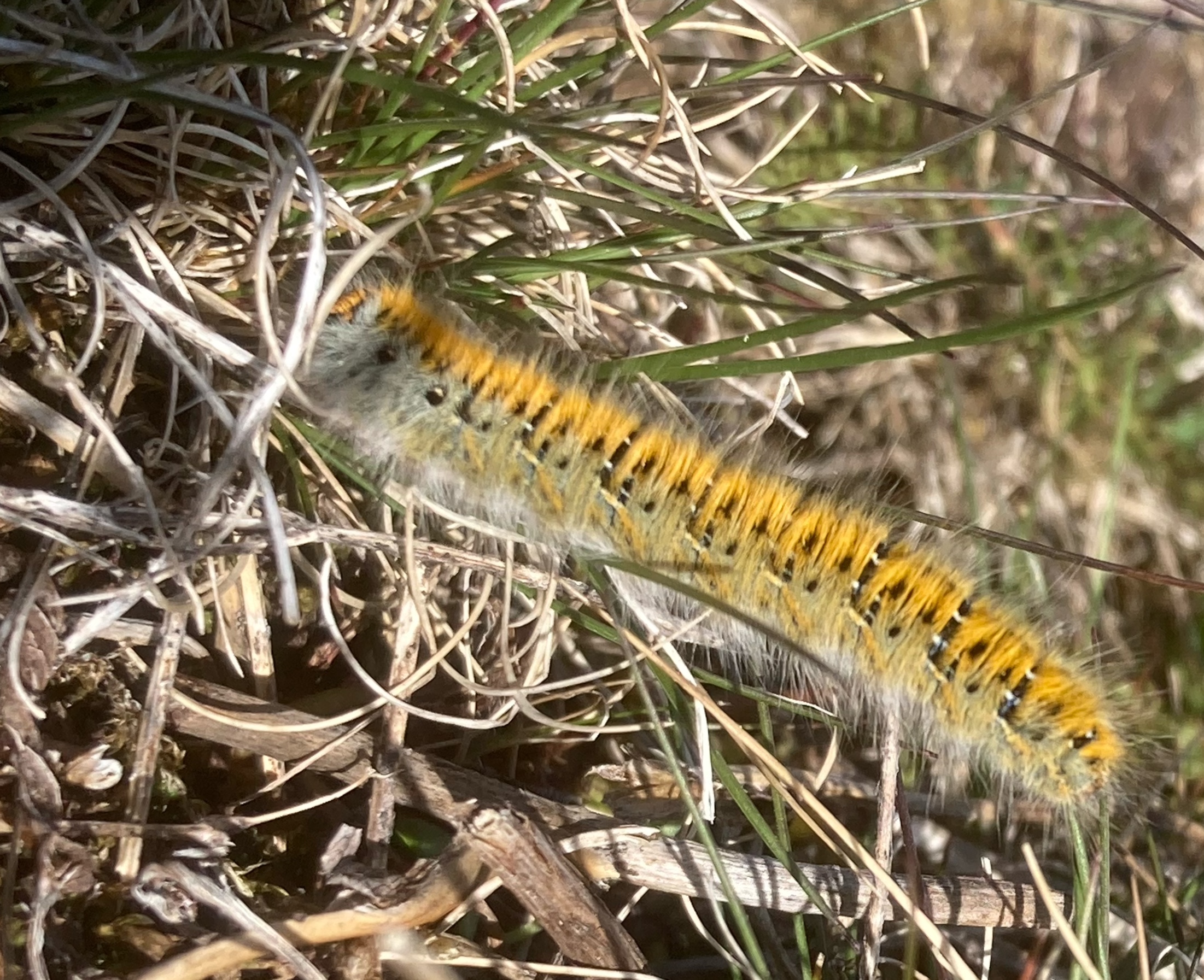 Klverspinnare, Grass Eggar, Lasiocampa trifolii