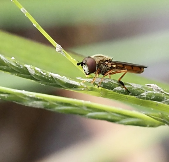 Gul fotblomfluga, Platycheirus fulviventris. jpeg