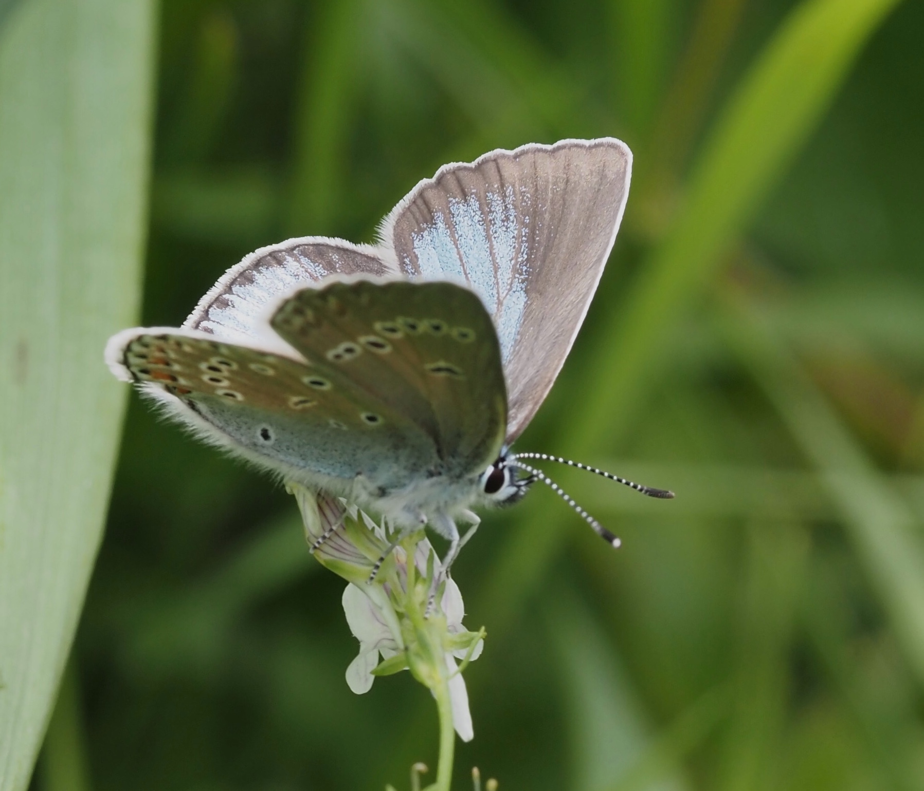 Amandas Blue female, Silverblvinge   (Polyommatus amandus)male.jpg