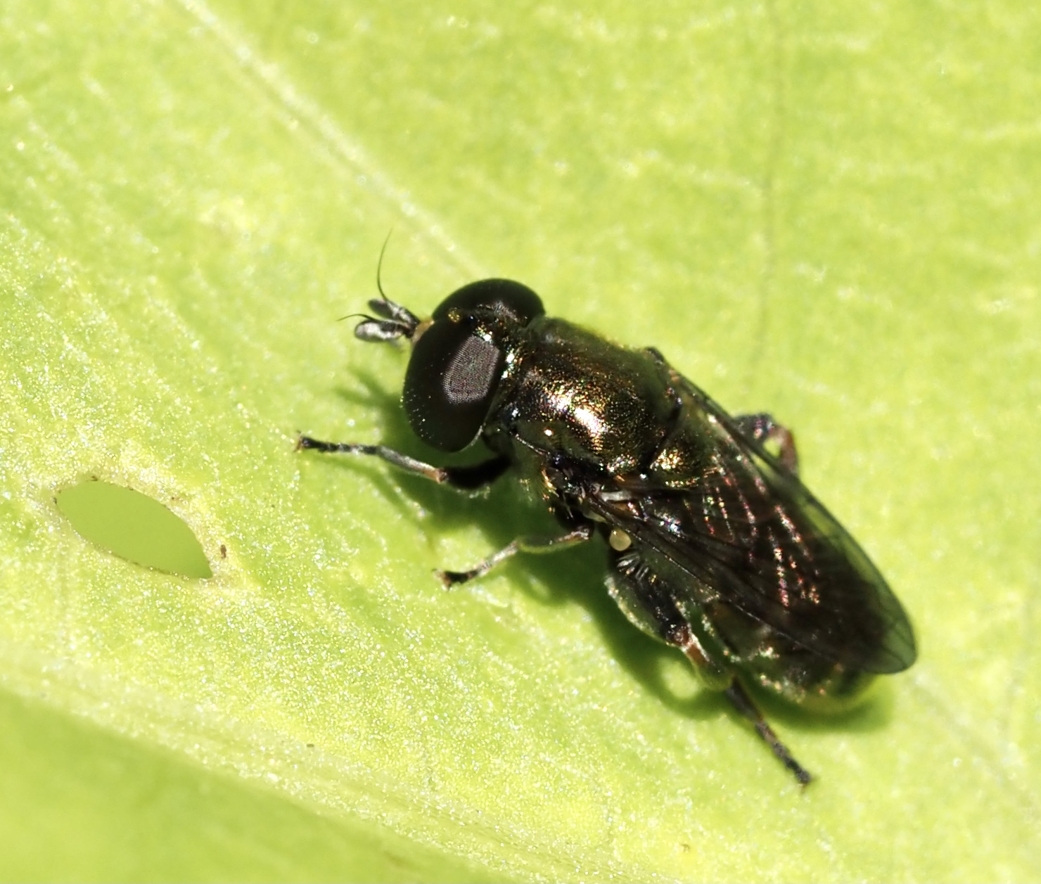 Lkblomfluga, Eumerus funeralis