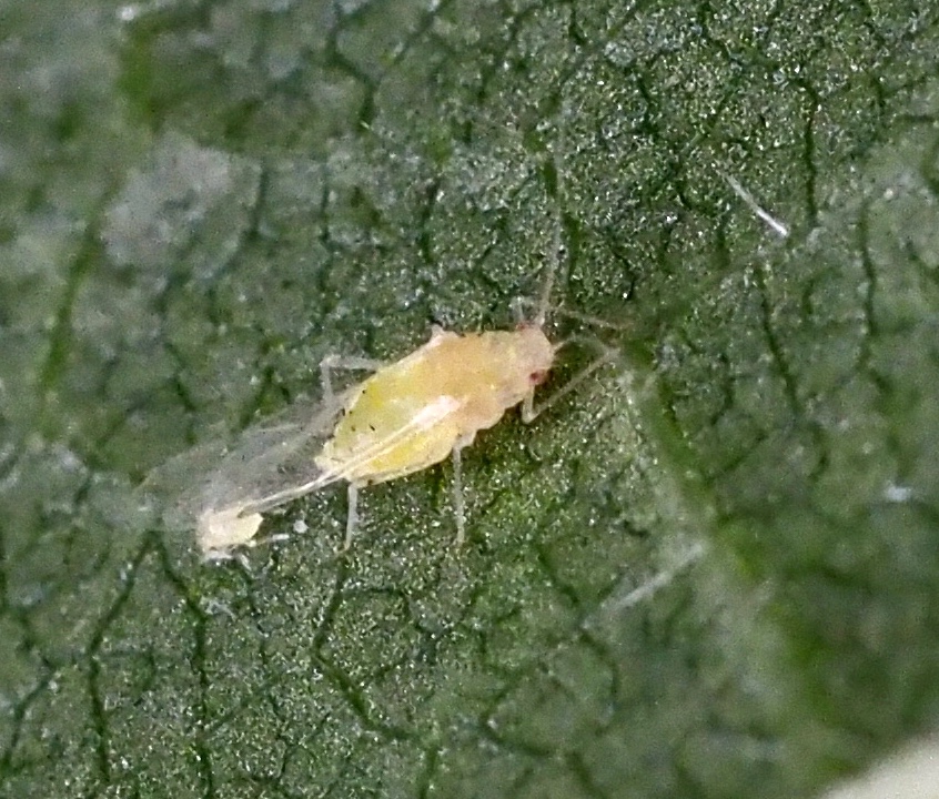 Tinocallis nevskyi