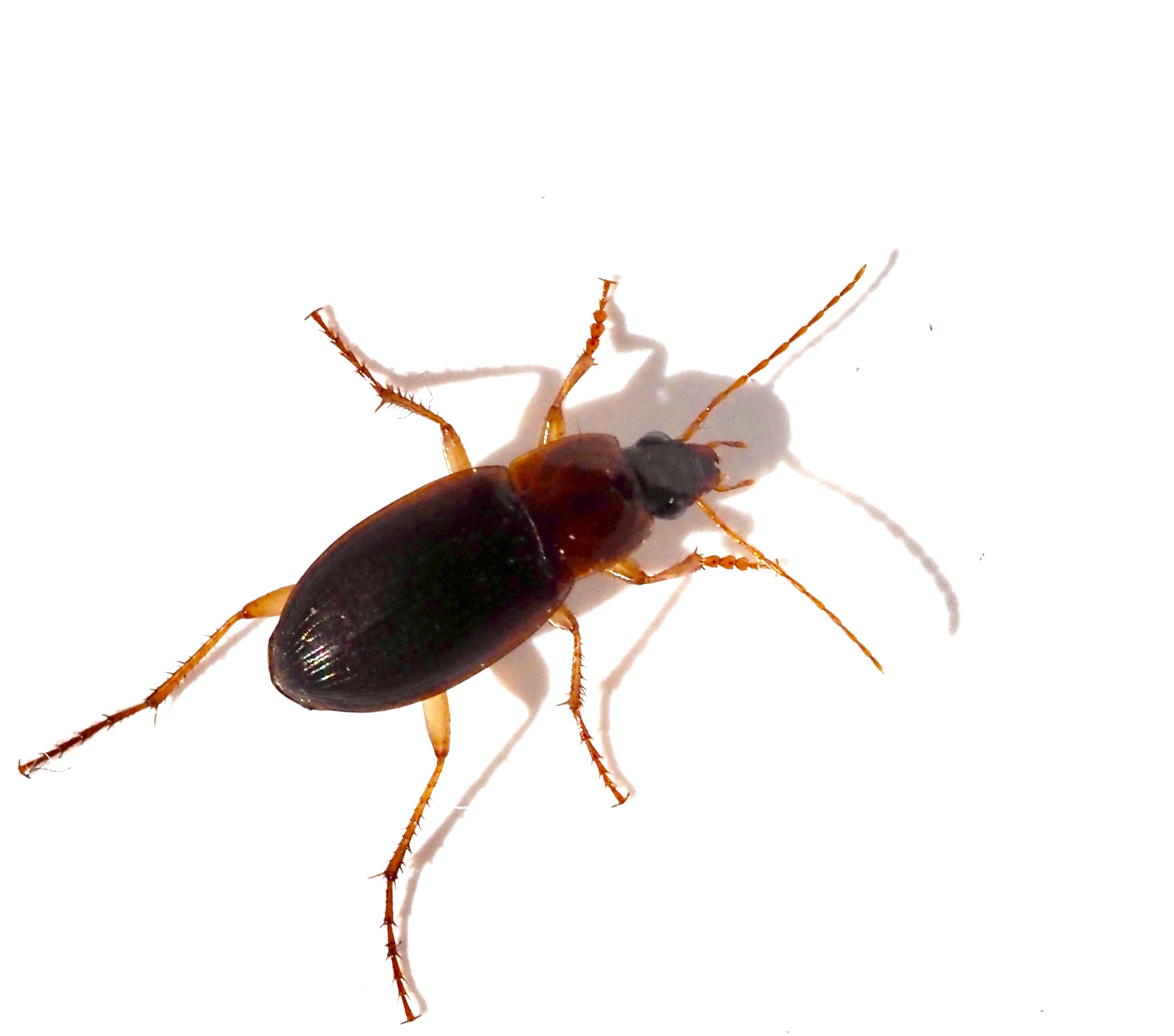 Rdbrun marklpare, Calathus cinctus