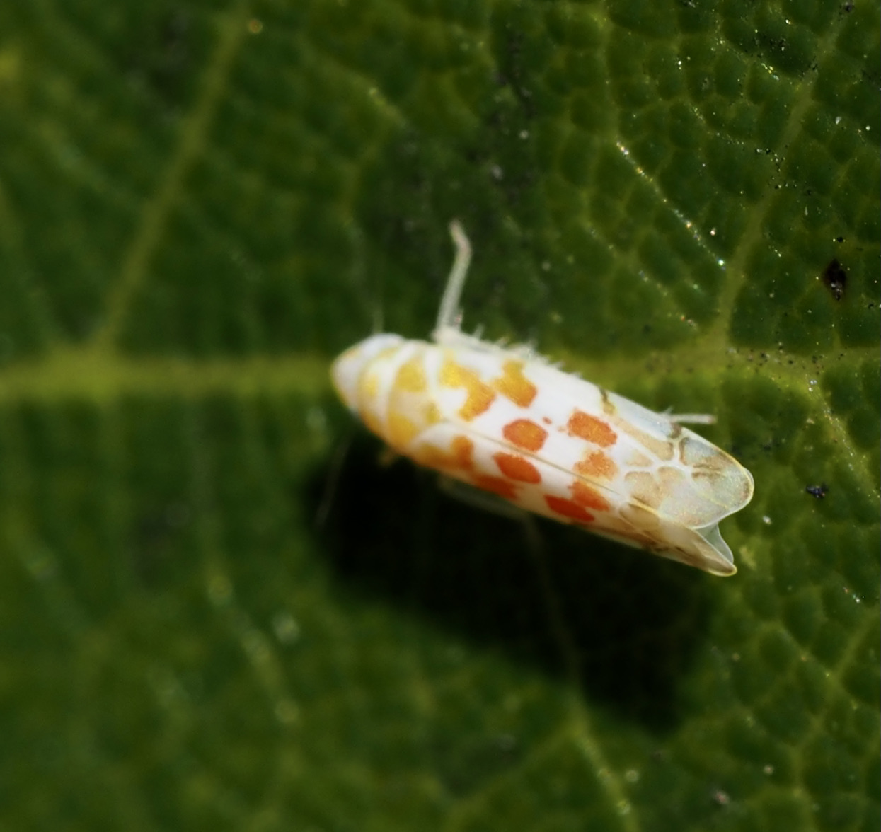 Typhlocyba Quercus