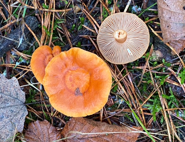 Rvriska, Lactarius fulvissimus. jpeg