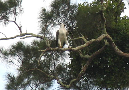 White-bellied Sea-eagle, Vitbukig havsrn, Haliaeetus leucogaster. .jpeg