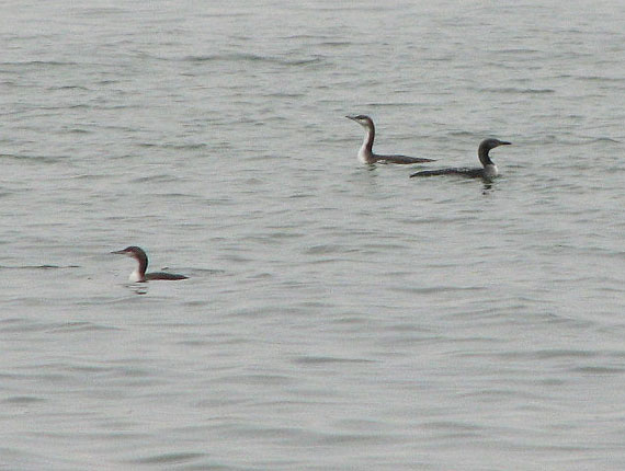 Divers, Grebes and Herons