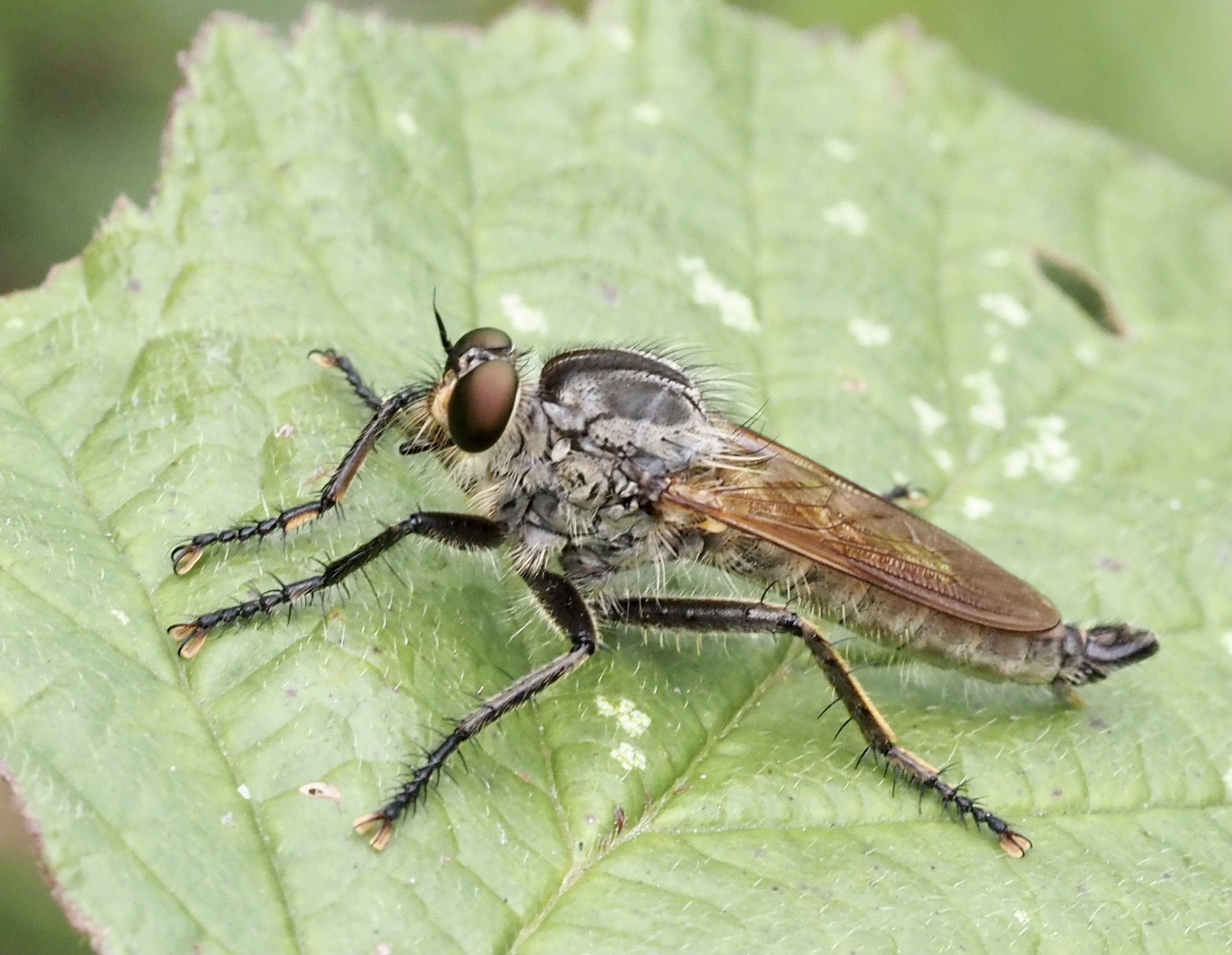 Eutolmus rufibarbis