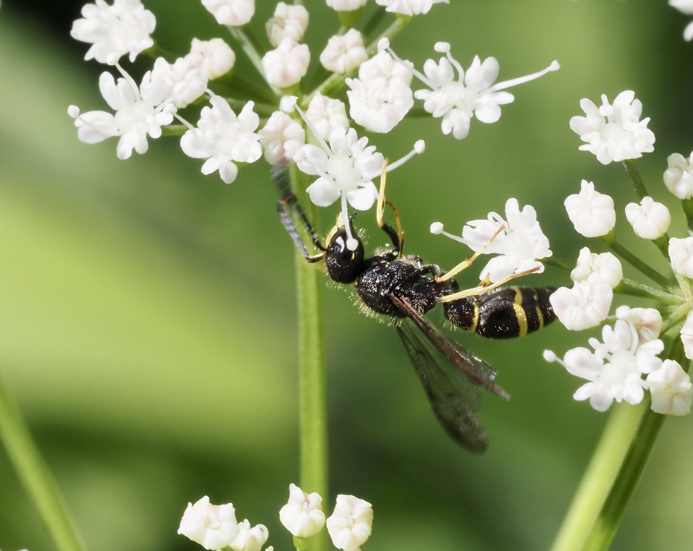 Trebandad murargeting, Ancistrocerus trifasciatus. .jpeg