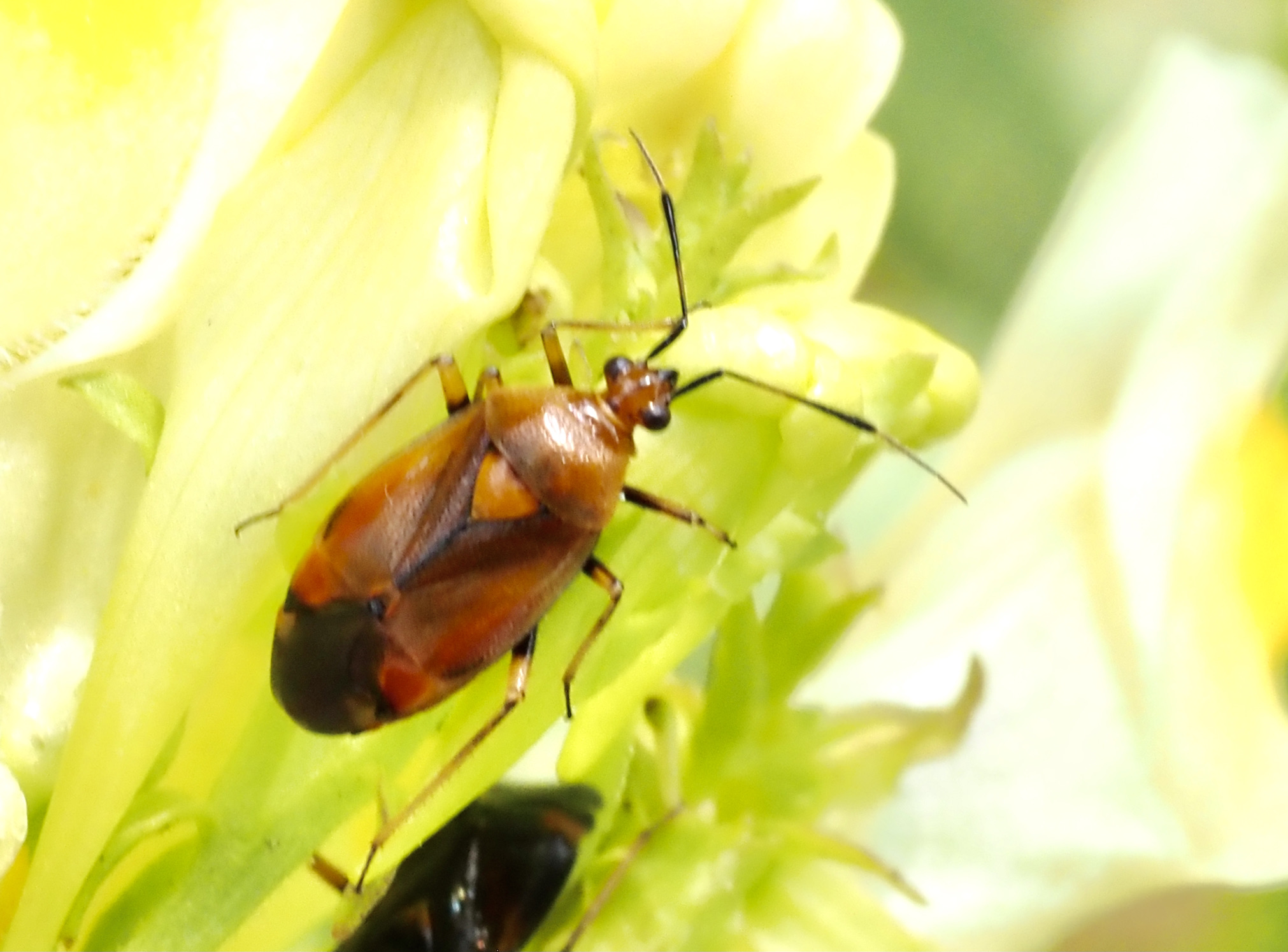 Deraeocoris ruber. jpeg