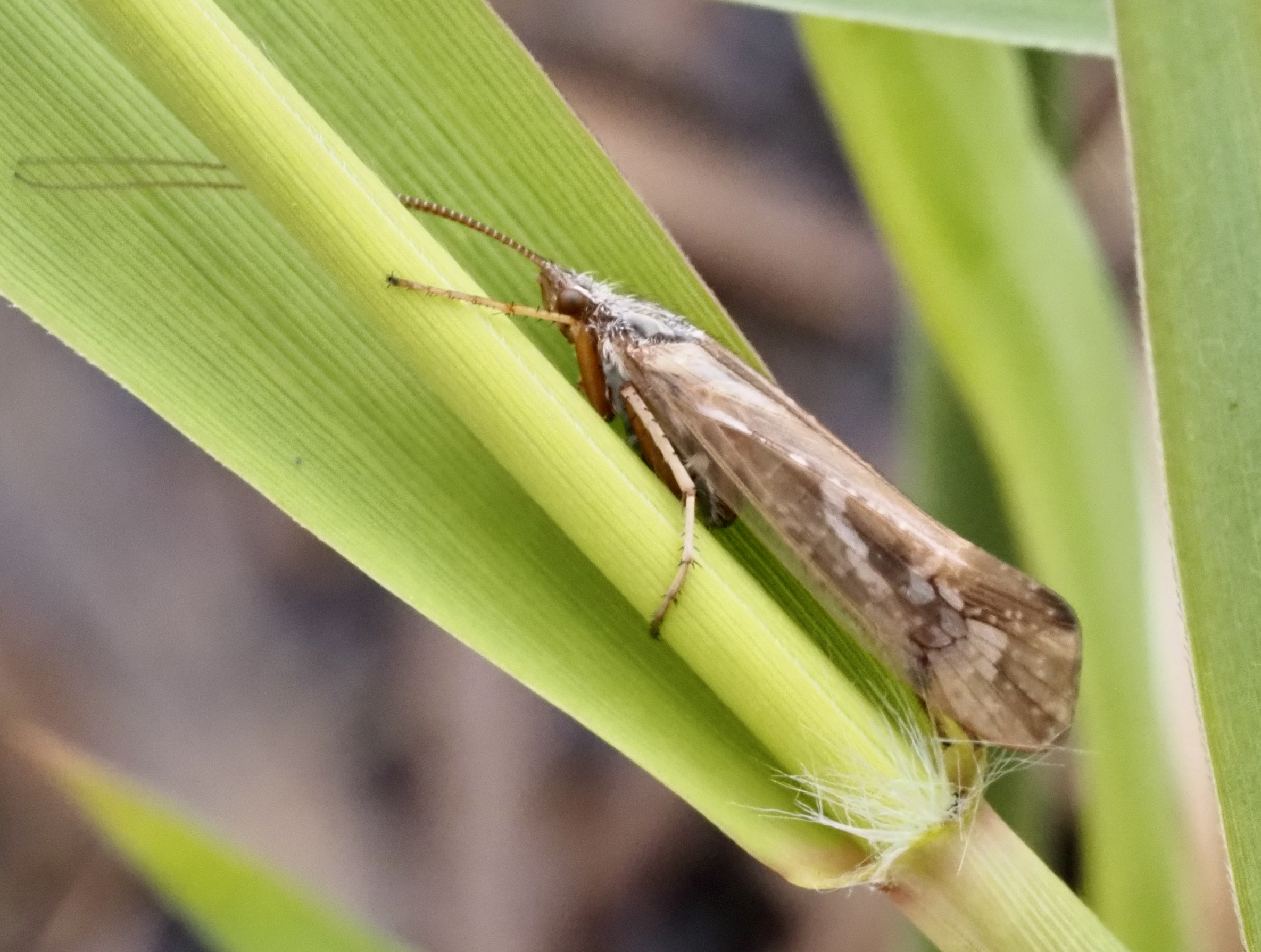 Limnephilus marmoratus, .jpeg