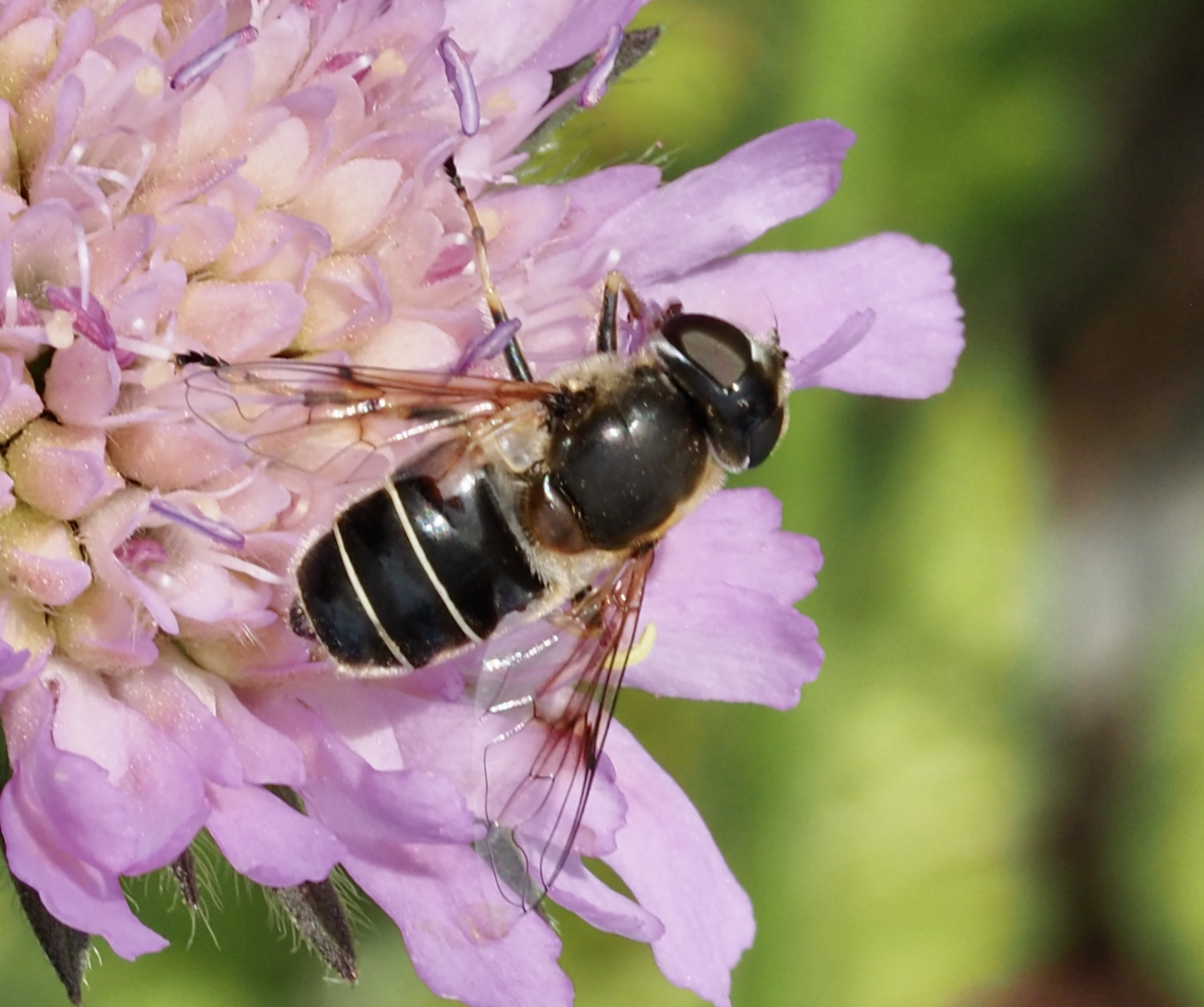 Blank slamfluga, Eristalis rupium, .jpeg
