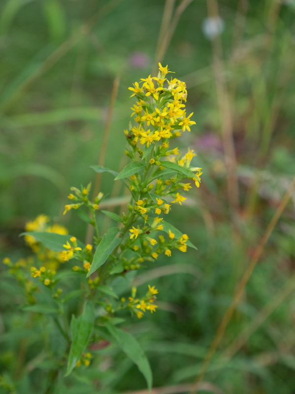 Echte guldenroede / Solidago virgaurea