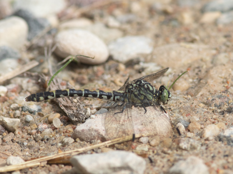 Kleine tanglibel / Small Pincertail / Onychogomphus forcipatus