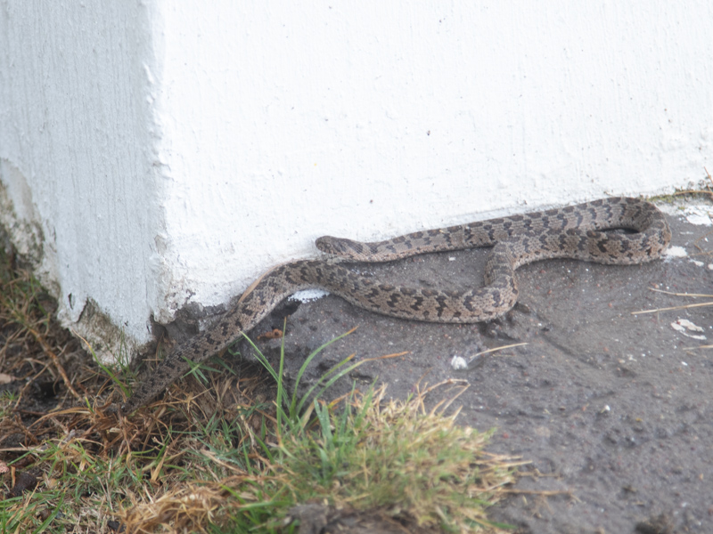 Common Egg Eater / Dasypeltis scabra