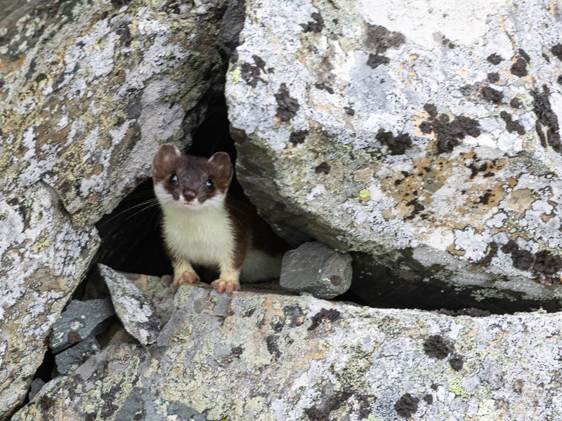 Hermelijn / Stoat / Mustela erminea