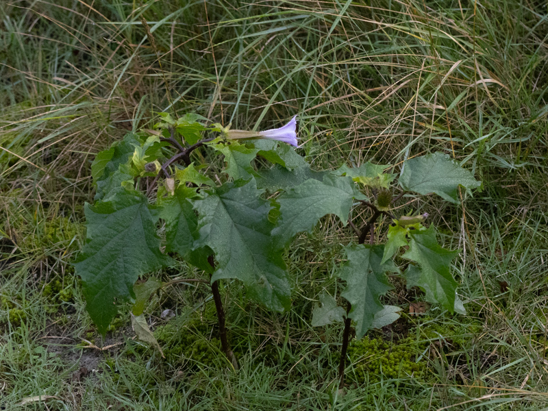 Doornappel / Thornapple / Datura stramonium