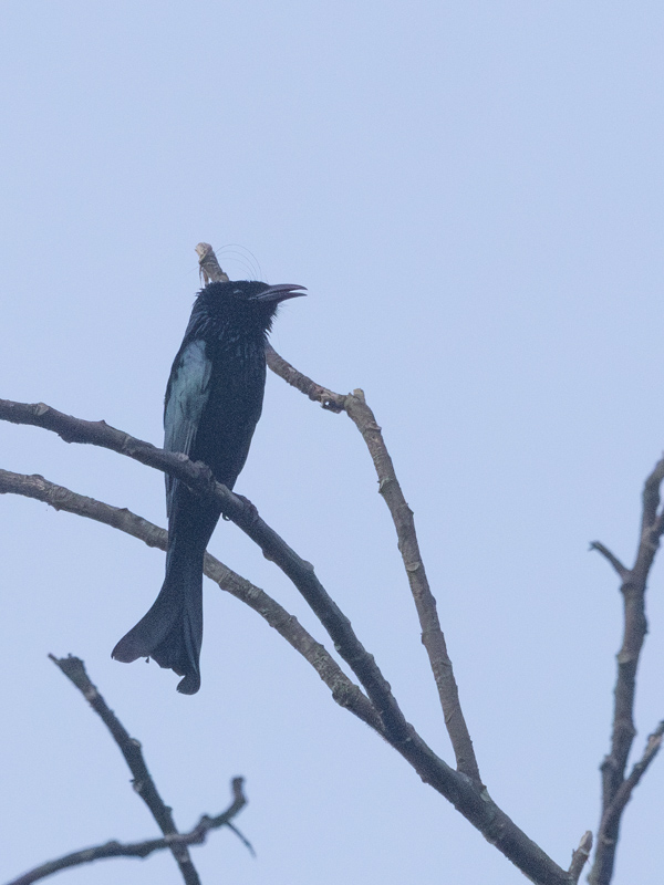 Asian Fairy-bluebird / Indische Blauwrug / Irena puella