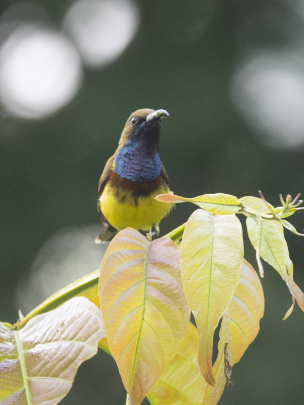 Ornate Sunbird / Soendahoningzuiger / Cinnyris ornatus