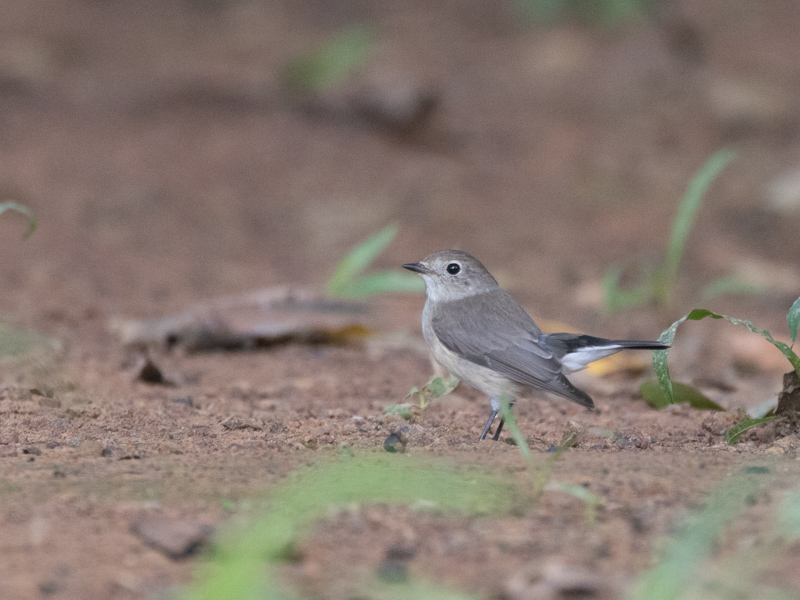 Taiga Flycatcher / Taigavliegenvanger / Ficedula albicilla