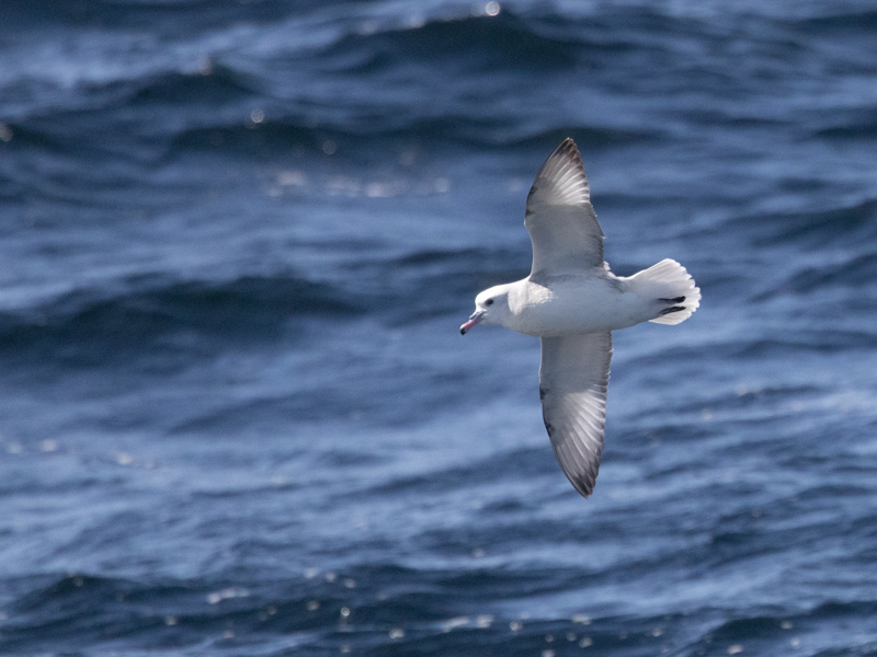 Southern Fulmar / Grijze Stormvogel / Fulmarus glacialoides
