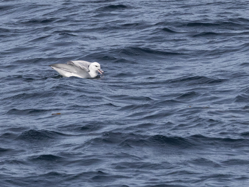 Southern Fulmar / Grijze Stormvogel / Fulmarus glacialoides