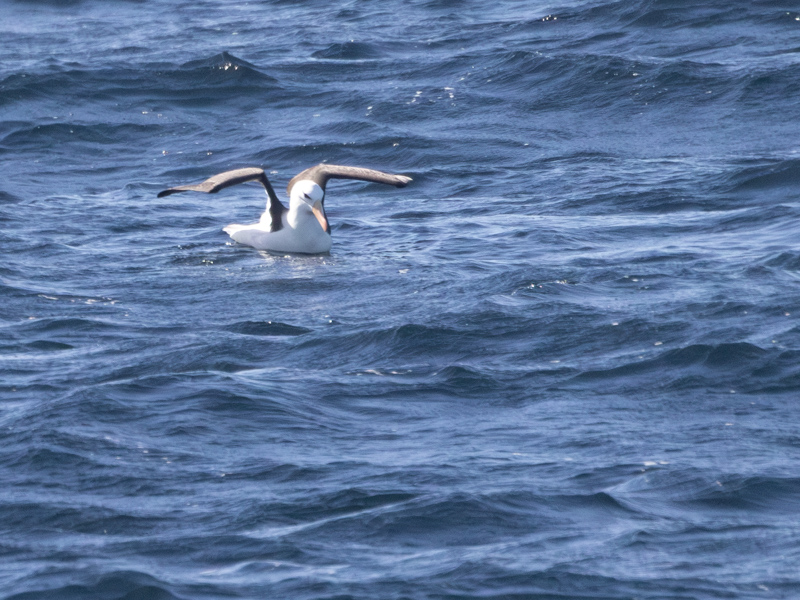 Black-browed Albatros / Wenkbrauwalbatros / Thalassarche melanophris