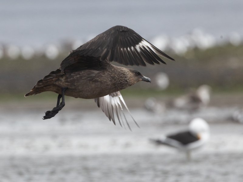 Chilean Skua / Chileense Grote Jager / Stercorarius chilensis