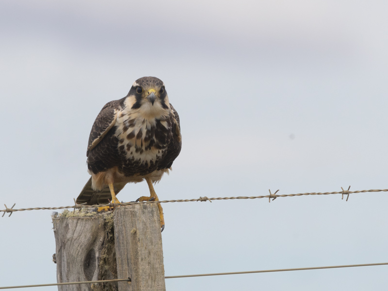 Aplomado Falcon / Aplomadovalk / Falco femoralis