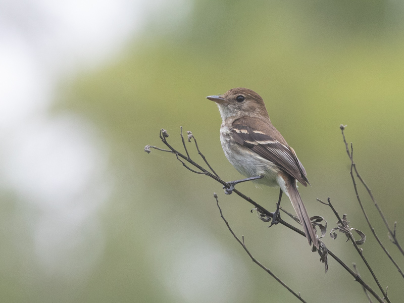 Bran-colored Flycatcher / Roesttiran / Myiophobus fasciatus