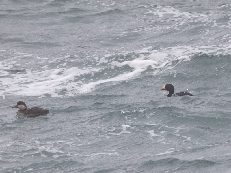Black Scoter / Amerikaanse zee-eend / Melanitta americana