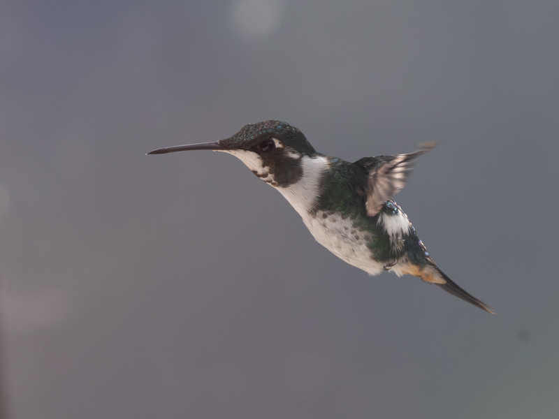 White-bellied Woodstar / Witbuikboself / Chaetocercus mulsant