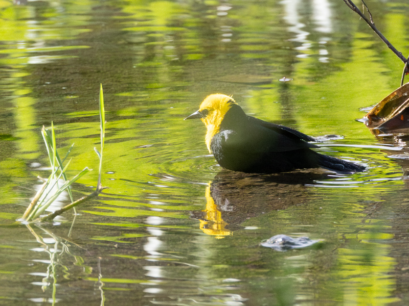 Yellow-hooded Blackbird / Geelkoptroepiaal / Chrysomus icterocephalus