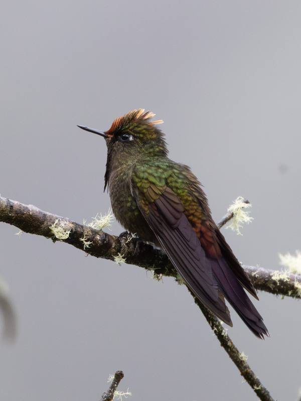 Rainbow-bearded Thornbill / Regenboogdoornsnavel / Chalcostigma herrani