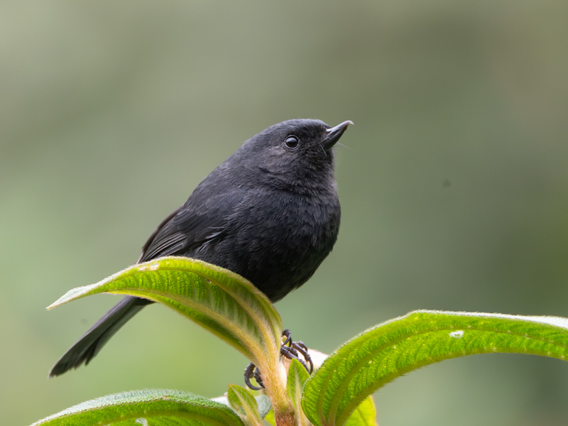Black Flowerpiercer / Zwarte Berghoningkruiper / Diglossa humeralis