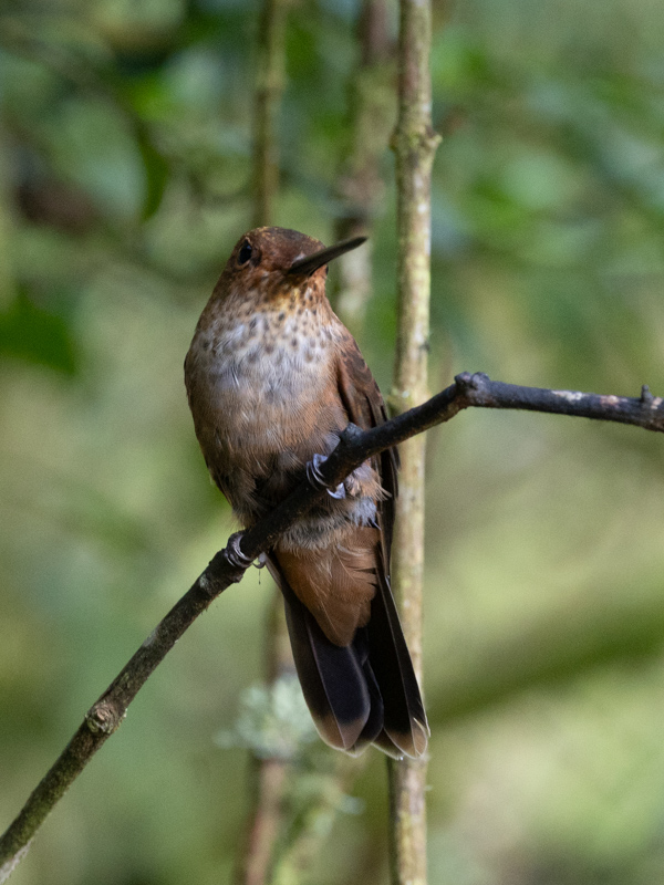Bronzy Inca / Bronzen Incakolibrie / Coeligena coeligena