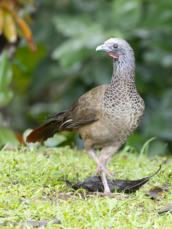 Colombian Chachalaca / Colombiaanse Chachalaca / Ortalis columbiana